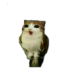 Owl kitty.ico Preview