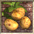 ' PC- kartoffelnfeld if your pc is a potato 42 44 50.ico Preview