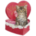 kitten 10.ico Preview
