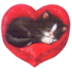 Sleepy Oreo Kitten.ico Preview